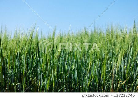wheat farmer harvest business concept farming agronomist analyzing data barley examines food field summer cereal agriculture Smart farm modern management growth control organic summer background blur wheat farmer harvest business concept farming agronomist analyzing data barley examines food field summer cereal agriculture Smart farm modern management growth control organic summer background blur 127222740