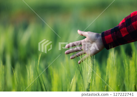 wheat farmer harvest business concept farming agronomist analyzing data barley examines food field summer cereal agriculture Smart farm modern management growth control organic summer background blur wheat farmer harvest business concept farming agronomist analyzing data barley examines food field summer cereal agriculture Smart farm modern management growth control organic summer background blur 127222741