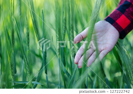 wheat farmer harvest business concept farming agronomist analyzing data barley examines food field summer cereal agriculture Smart farm modern management growth control organic summer background blur 127222742