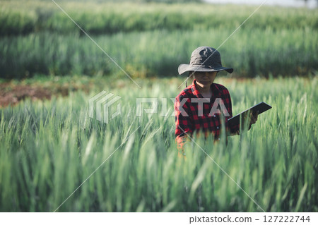 wheat farmer harvest business concept farming agronomist analyzing data barley examines food field summer cereal agriculture Smart farm modern management growth control organic summer background blur 127222744
