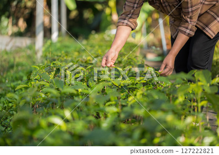 Smart hand farming techniques hydroponic fresh garden produce agriculture promotes farmer concept seedling coffee pot fresh green plant tree farm growth blur background organic garden cultivate 127222821