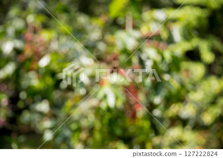Blur background coffee seed eco organic garden Farmer concept hand harvest ripe robusta arabica berry close up fresh green leaf bean picking orange crop red yellow berries raw plant tree farm growth 127222824