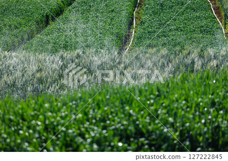 wheat farmer harvest business concept farming agronomist analyzing data barley examines food field summer cereal agriculture Smart farm modern management growth control organic summer background blur wheat farmer harvest business concept farming agronomist analyzing data barley examines food field summer cereal agriculture Smart farm modern management growth control organic summer background blur 127222845