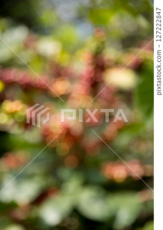 Blur background coffee seed eco organic garden Farmer concept hand harvest ripe robusta arabica berry close up fresh green leaf bean picking orange crop red yellow berries raw plant tree farm growth 127222847