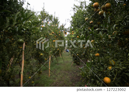 Business farm orange concept nature fruit citrus orchard mandarin tree growing, vibrant organic lush leaves background farmer green garden crop leaf ripe laden branches plant close up farming growth. Business farm orange concept nature fruit citrus orchard mandarin tree growing, vibrant organic lush leaves background farmer green garden crop leaf ripe laden branches plant close up farming growth. 127223002