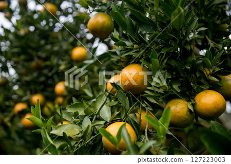 Business farm orange concept nature fruit citrus orchard mandarin tree growing, vibrant organic lush leaves background farmer green garden crop leaf ripe laden branches plant close up farming growth. 127223003