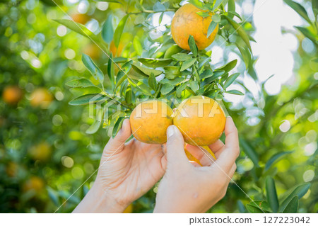 Business farm ripe orange concept farmer hand pick nature fruit citrus orchard mandarin tree growing organic lush leaves background green vibrant garden crop leaf laden branches plant close up growth 127223042