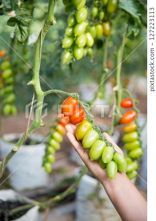 Smart farming techniques hydroponic salad vegetables technology tomato red green ensuring fresh sustainable produce agriculture promotes healthy eating support farmer living local community non gmo 127223113