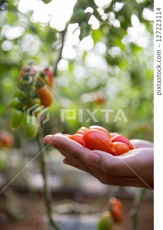 Smart farming techniques hydroponic salad vegetables technology tomato red green ensuring fresh sustainable produce agriculture promotes healthy eating support farmer living local community non gmo 127223114