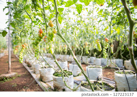 Smart farming techniques hydroponic salad vegetables technology tomato red green ensuring fresh sustainable produce agriculture promotes healthy eating support farmer living local community non gmo 127223137