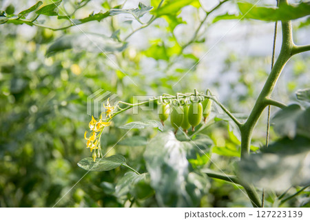 Smart farming techniques hydroponic salad vegetables technology tomato red green ensuring fresh sustainable produce agriculture promotes healthy eating support farmer living local community non gmo 127223139