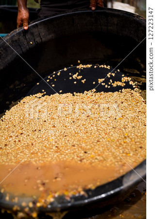 Farmer concept hand harvest ripe coffee seed robusta arabica berry close up fresh green leaf bean picking orange crop red yellow berries raw plant tree farm growth blur background eco organic garden 127223147