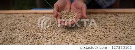 Farmer concept hand harvest ripe coffee seed robusta arabica berry close up fresh green leaf bean picking orange crop red yellow berries raw plant tree farm growth blur background eco organic garden Farmer concept hand harvest ripe coffee seed robusta arabica berry close up fresh green leaf bean picking orange crop red yellow berries raw plant tree farm growth blur background eco organic garden 127223165