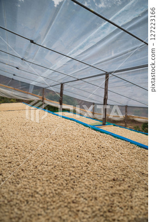 Farmer concept harvest ripe coffee seed robusta arabica berry close up fresh green leaf bean picking orange crop red yellow berries raw plant tree smart farm growth blur background eco organic garden Farmer concept harvest ripe coffee seed robusta arabica berry close up fresh green leaf bean picking orange crop red yellow berries raw plant tree smart farm growth blur background eco organic garden 127223166