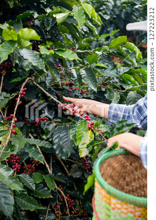 Farmer concept hand harvest ripe coffee seed robusta arabica berry close up fresh green leaf bean picking orange crop red yellow berries raw plant tree farm growth blur background eco organic garden Farmer concept hand harvest ripe coffee seed robusta arabica berry close up fresh green leaf bean picking orange crop red yellow berries raw plant tree farm growth blur background eco organic garden 127223212