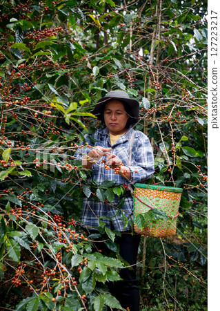 Farmer concept hand harvest ripe coffee seed robusta arabica berry close up fresh green leaf bean picking orange crop red yellow berries raw plant tree farm growth blur background eco organic garden Farmer concept hand harvest ripe coffee seed robusta arabica berry close up fresh green leaf bean picking orange crop red yellow berries raw plant tree farm growth blur background eco organic garden 127223217