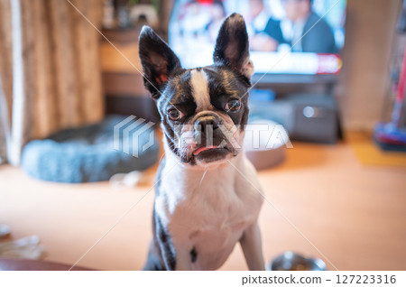 波士頓梗 127223316