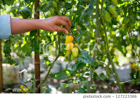 Smart farming techniques hydroponic salad vegetables business farm technology ensuring fresh sustainable produce farmer hand pick non gmo tomato red yellow green agriculture promotes support living 127223366