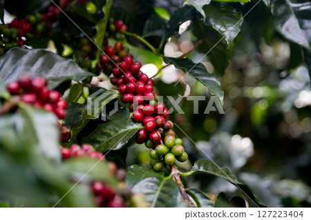Farmer concept harvest ripe coffee seed robusta arabica berry close up fresh green leaf bean picking orange crop red yellow berries raw plant tree smart farm growth blur background eco organic garden Farmer concept harvest ripe coffee seed robusta arabica berry close up fresh green leaf bean picking orange crop red yellow berries raw plant tree smart farm growth blur background eco organic garden 127223404