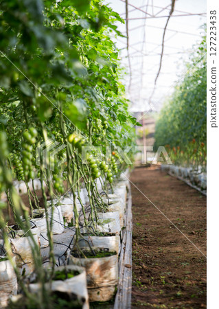 Smart farming techniques hydroponic salad vegetables technology tomato red green ensuring fresh sustainable produce agriculture promotes healthy eating support farmer living local community non gmo Smart farming techniques hydroponic salad vegetables technology tomato red green ensuring fresh sustainable produce agriculture promotes healthy eating support farmer living local community non gmo 127223438
