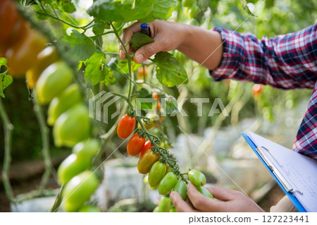 Smart farming techniques hydroponic salad vegetables technology tomato red green ensuring fresh sustainable produce agriculture promotes healthy eating support farmer living local community non gmo 127223441