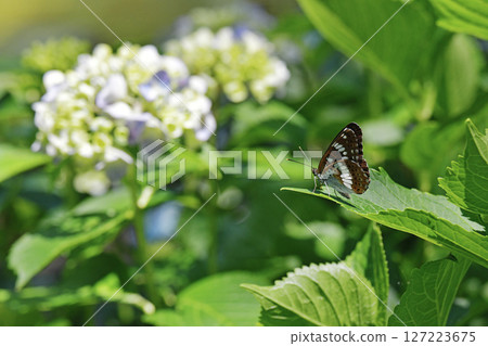 A morning glory butterfly resting on a hydrangea leaf A morning glory butterfly resting on a hydrangea leaf 127223675