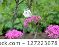 菜粉蝶從石竹中吸食花蜜 127223678