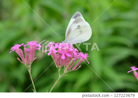 A cabbage white butterfly sucking nectar from a flytrap 127223679