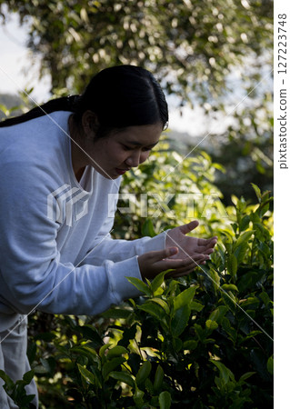 Business concept centers around fresh green tea reap background leaves organic farm with banner lush garden healthy plant tree leaves eco herbal farmer blur leaf plantation Freshness herbal natural Business concept centers around fresh green tea reap background leaves organic farm with banner lush garden healthy plant tree leaves eco herbal farmer blur leaf plantation Freshness herbal natural 127223748