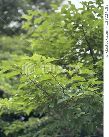 桑葉 桑葉 127224185