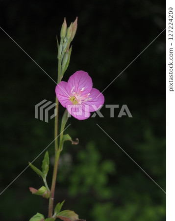 一朵紅色的蜘蛛百合在黑暗的陰影前盛開 127224209