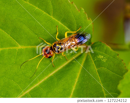 A small sawfly on a leaf A small sawfly on a leaf 127224212