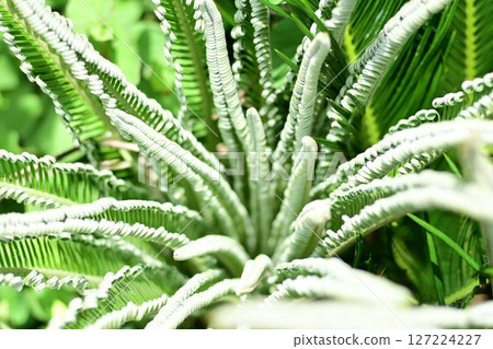 外星植物：蘇鐵 127224227