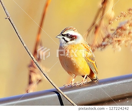 Close-up of a white-throated sparrow 127224242