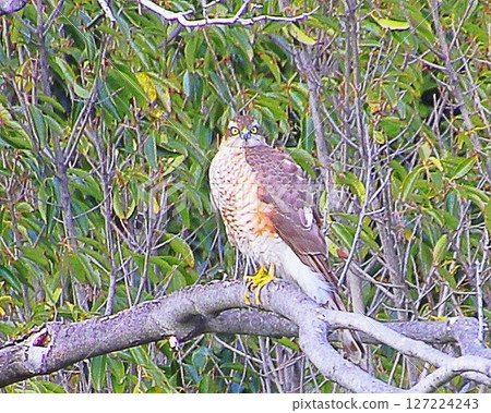 A sparrowhawk looking this way 127224243