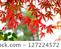 Maple leaves colored red 127224572