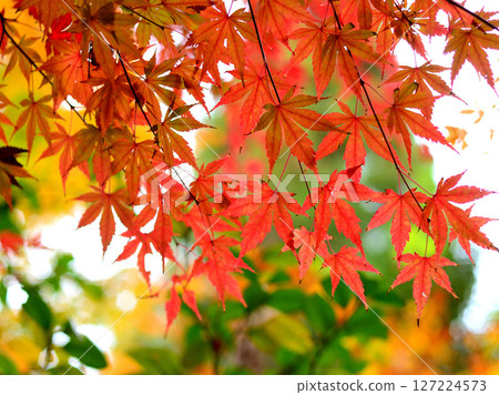 改變葉子的Momiji 127224573