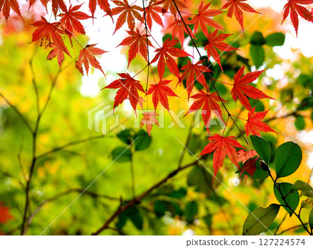 明亮的秋葉 明亮的秋葉 127224574