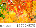 Bright autumn leaves 127224575