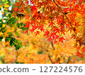 Bright autumn leaves 127224576