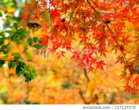 明亮的秋葉 127224576