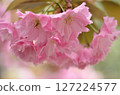 Pink double cherry blossoms bathed in the spring sunlight 127224577