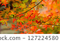 Bright autumn leaves 127224580