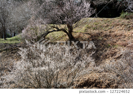 Kannonyama Plum Village 2025-3-4 #12 127224652