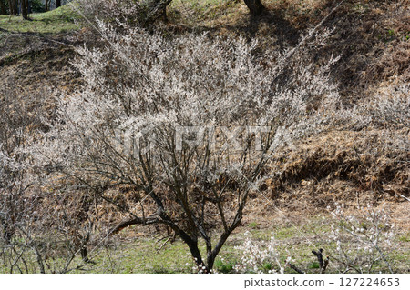 Kannonyama Plum Village 2025-3-4 #13 127224653