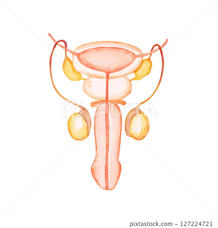 不孕症、懷孕、男性生殖器、生殖器官、水彩插圖 127224721