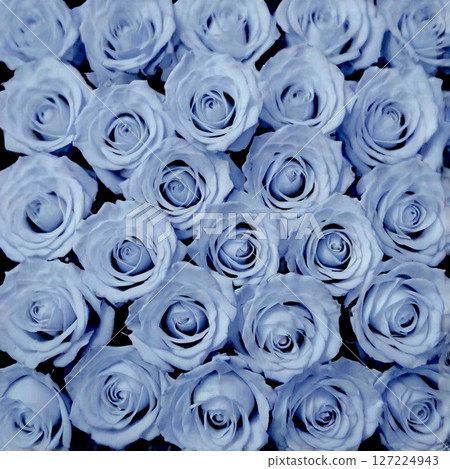 Lots of light blue roses 127224943