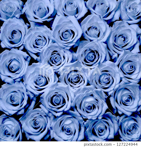 Lots of light blue roses 127224944