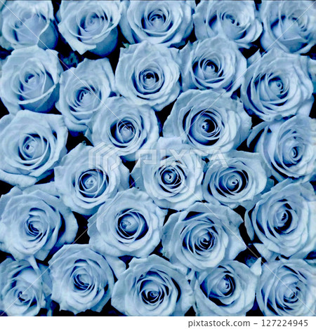 Lots of light blue roses 127224945