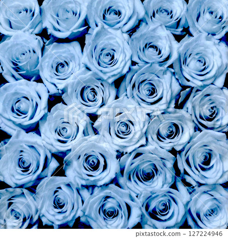 Lots of light blue roses 127224946